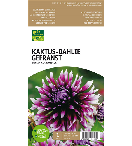 Kaktus-Dahlie Gefranst