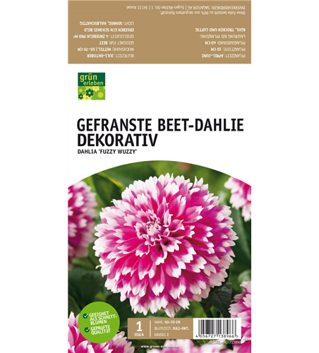 Beet-Dahlie Gefranst