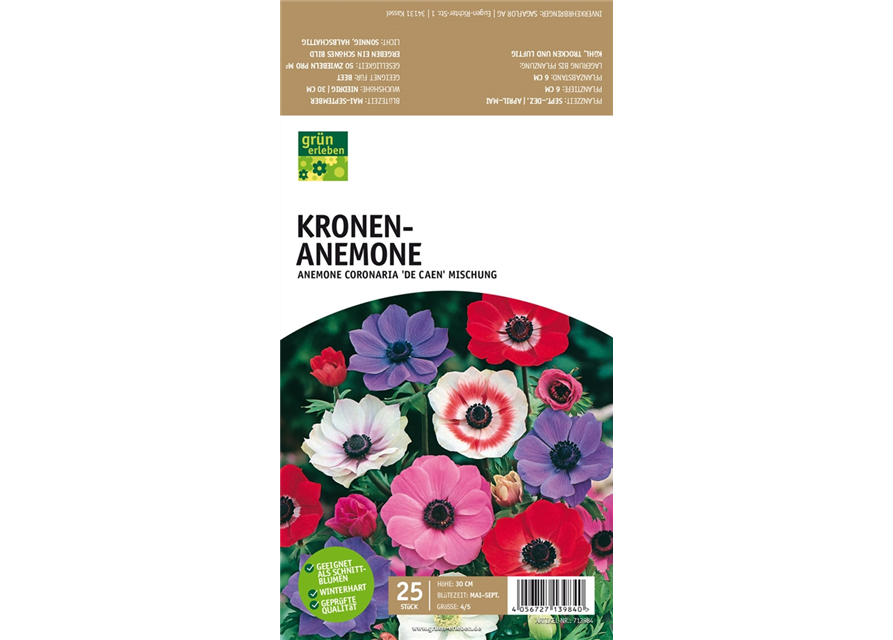 Kronen-Anemone