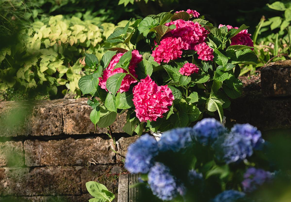 HORTENSIE!