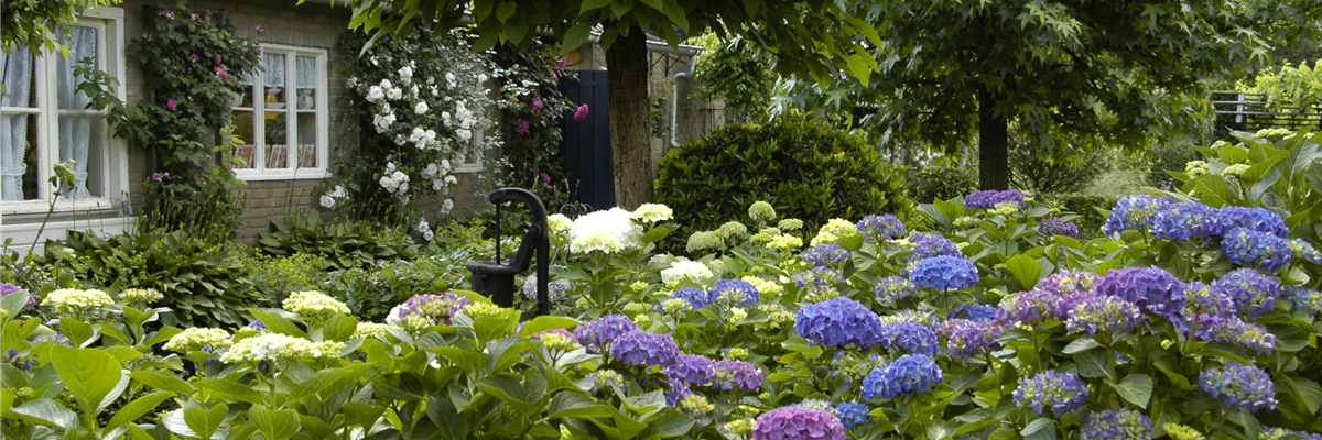 Garten mit Hortensien