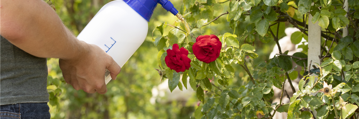 Pflanzenschutzmittel auf Rosen sprühen