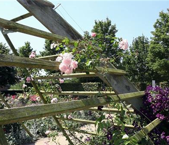 Gartengestaltung - Rosengarten