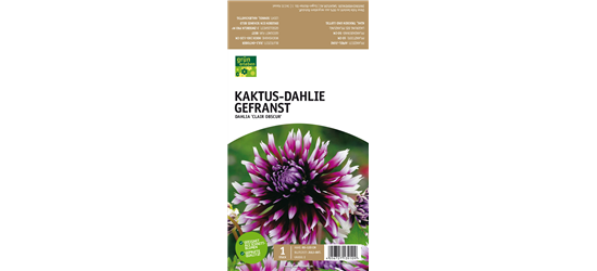 Kaktus-Dahlie Gefranst