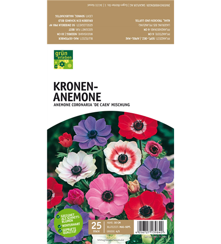 Kronen-Anemone