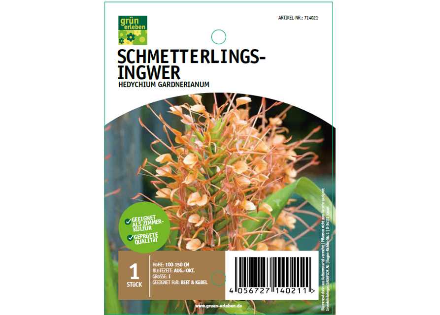 Schmetterlings-Ingwer