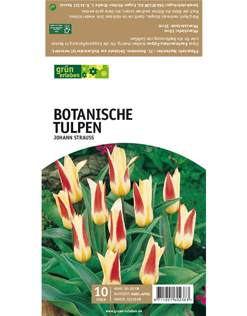 Botanische Kaufmanniana Tulpen