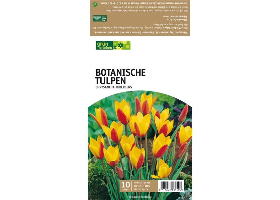 Botanische Wildtulpen