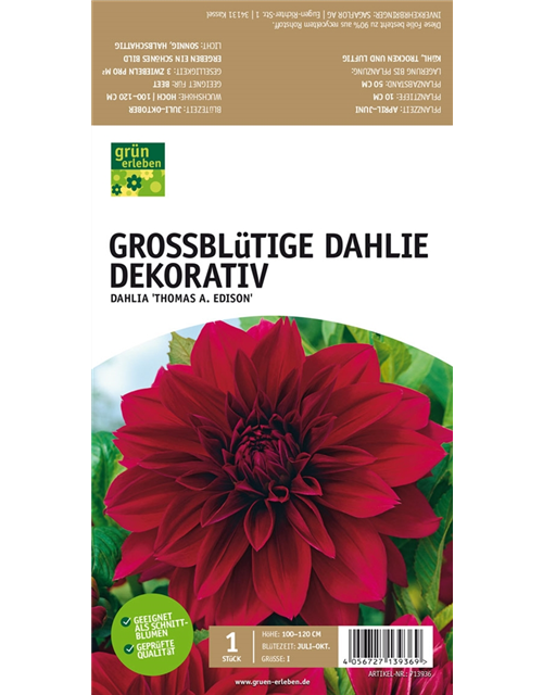 Großblütige Dahlie, Dekorativ