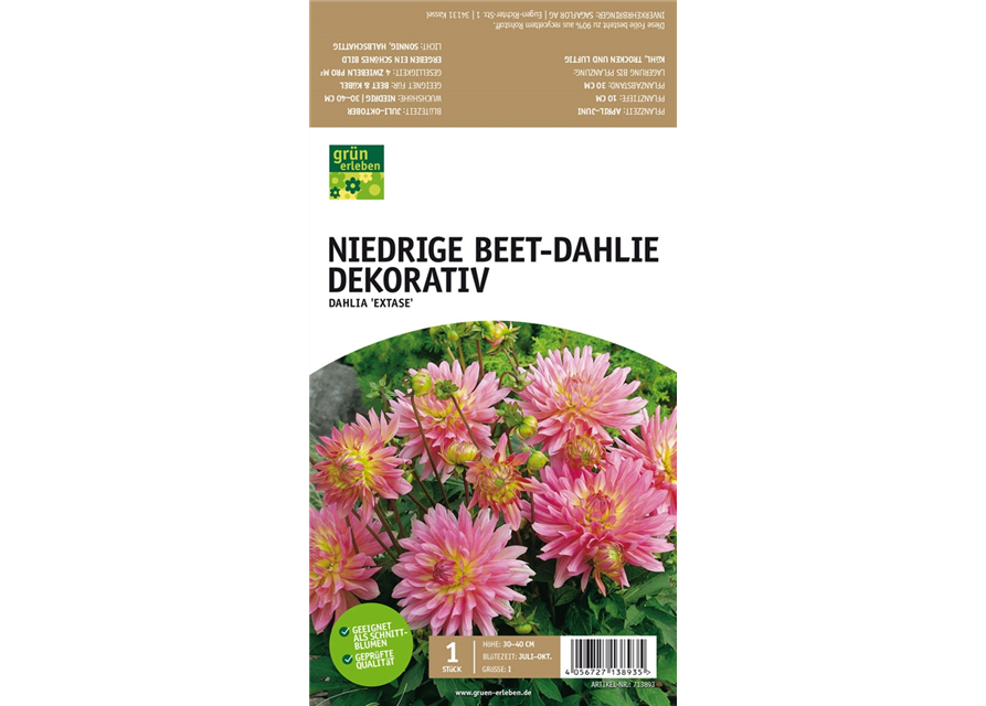 Niedrige Beet-Dahlie, Dekorativ