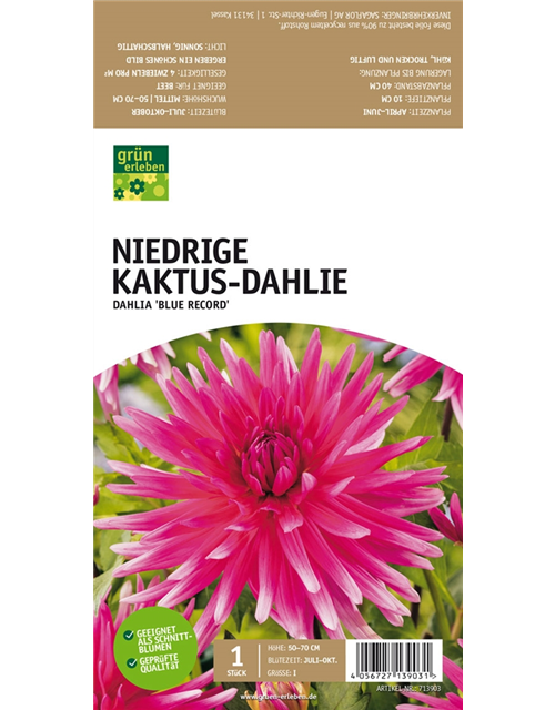 Niedrige Kaktus-Dahlie