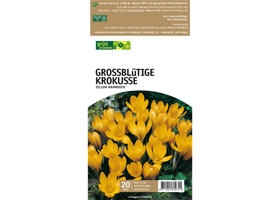 Großblütige Krokusse