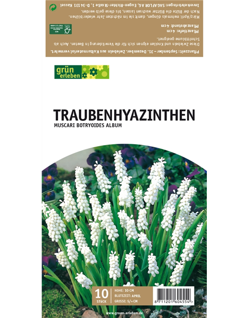 Traubenhyazinthen