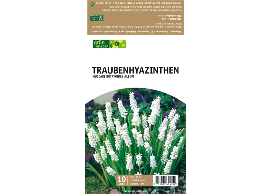 Traubenhyazinthen